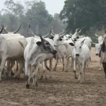 Zamfara: Wasu ‘Yan Bindiga Sun Buƙaci Naira Miliyan 100 a Matsayin Kuɗin Fansa