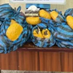 Sojoji Sun Kama Yan Boko Haram 13 Tare Da Kashe Wasu A Borno